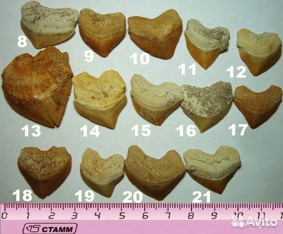 Зубы Otodus, Мегалодон, Squalicorax, копролиты