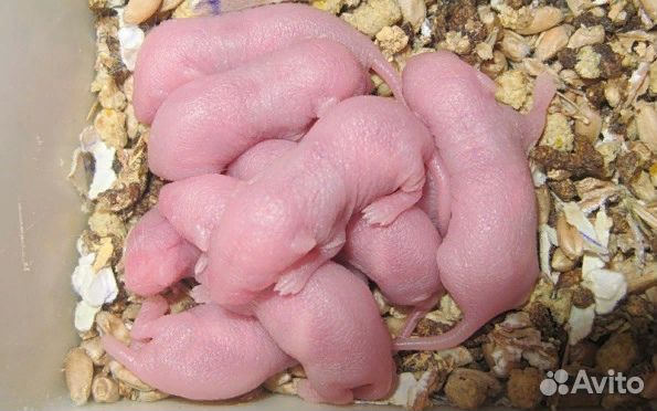 Кормовые мыши, кормовые цыплята