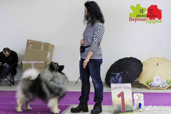 Предлагаем щенков кеесхонда / вольфшпица