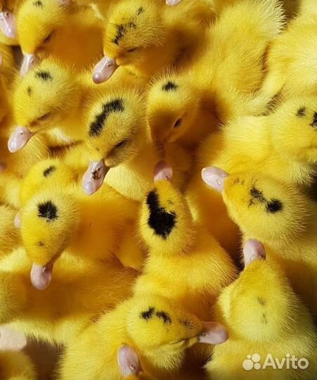 Мулард утята суточные