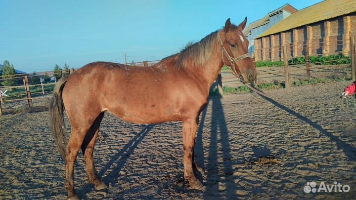 Продам лошадей