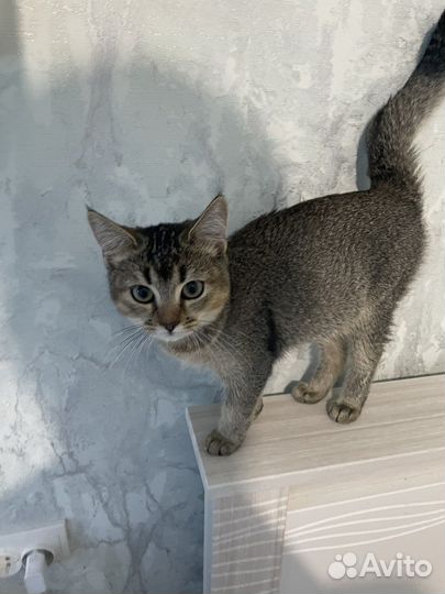 Кошка золотая шиншилла