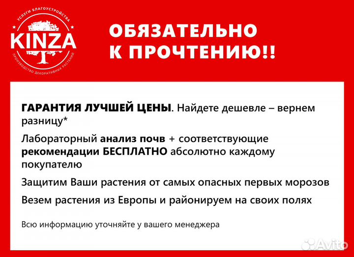 Туя брабант