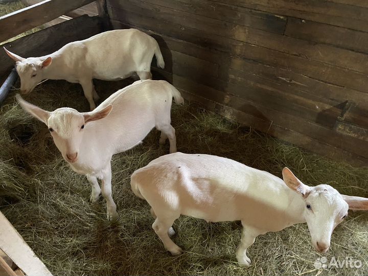 Козлята дойной зааненской козы чистокровные