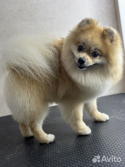 Стрижка собак, вычес собак и кошек, груминг