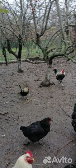 Петухи