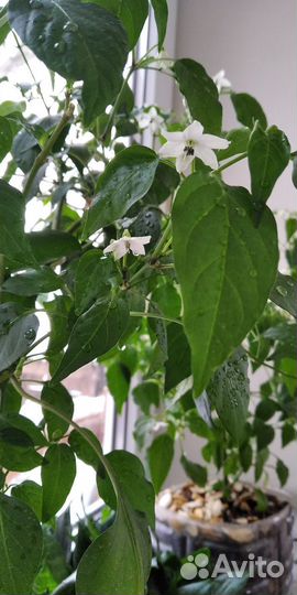 Молодые саженцы острого перца(комнатного)