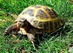 Беглая черепаха подросток 15-20 см длиной