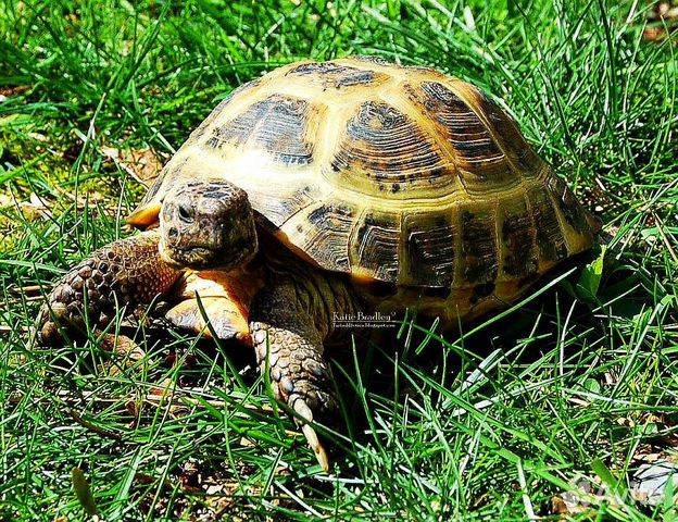 Беглая черепаха подросток 15-20 см длиной объявление продам