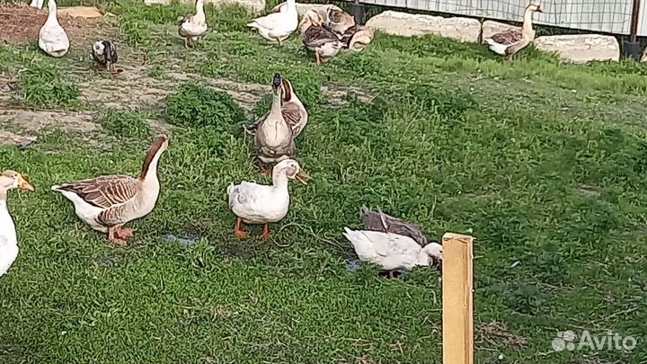 Утки, гуси