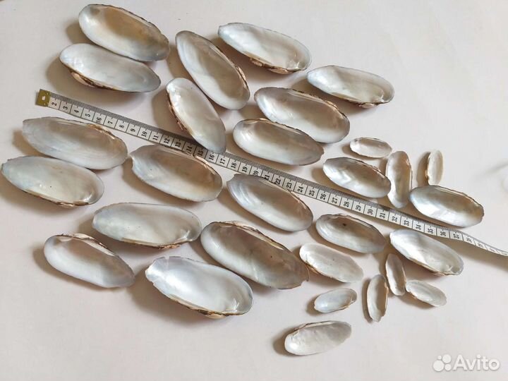 Ракушки разные размеры