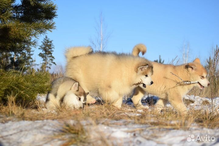 Щенки маламута