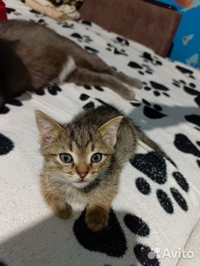 Отдам в добрые руки