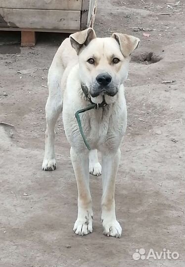 Ищут дом собаки