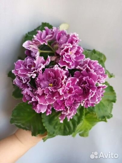 Фиалка сортовая лист