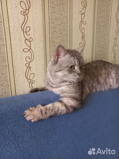 Вязка. Ищет даму сердца