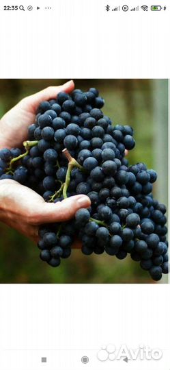 Виноград на вино