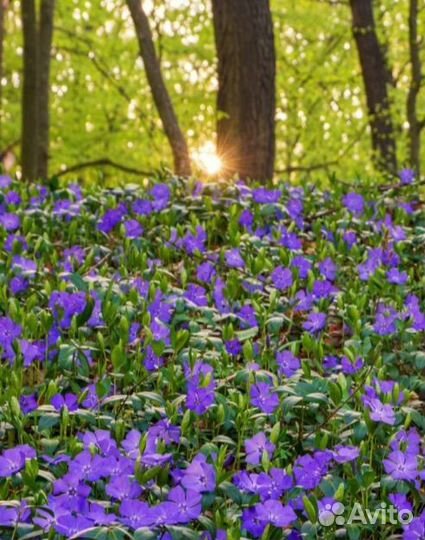 Многолетник