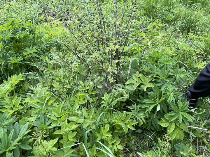 Участок 17,6 сот. (СНТ, ДНП)