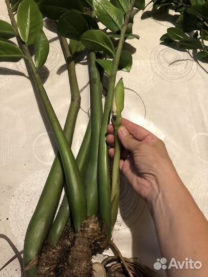 Замиокулькас