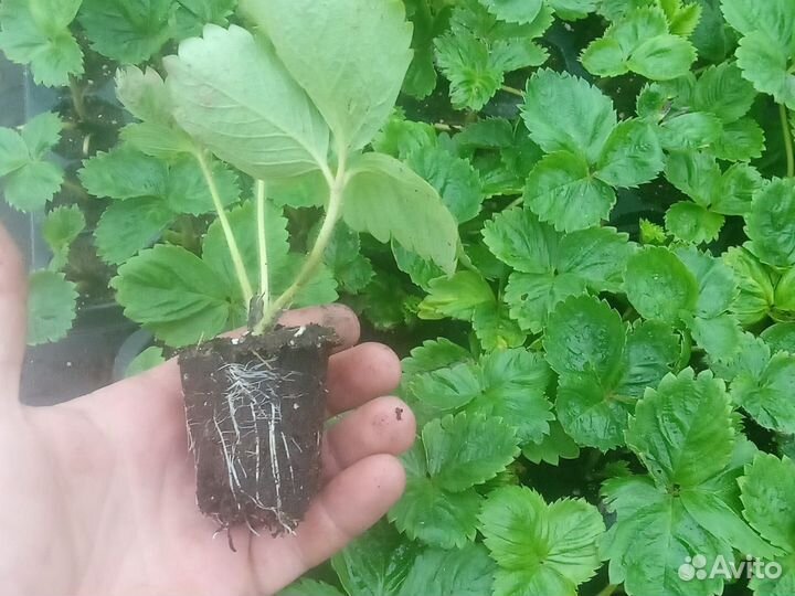 Рассада клубники