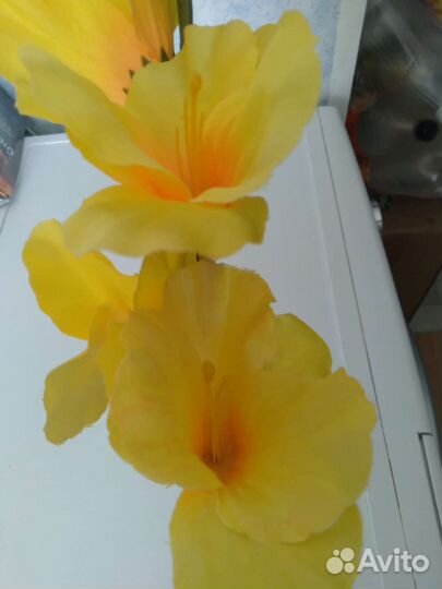 Гладиолус длина 80 см