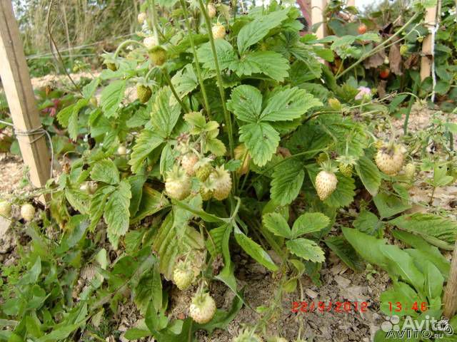 Ремонтантная земляника, клубника