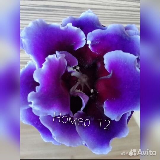 Глоксиния махровая