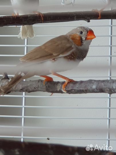 Зебровые амадины