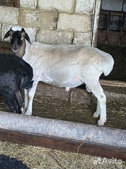 Бараны гиссарские