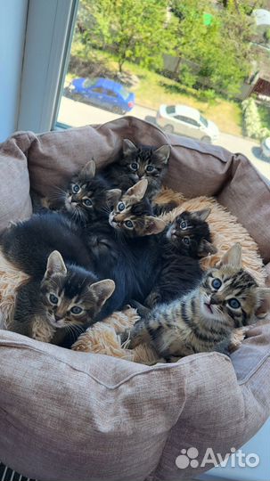 Котята ищут дом