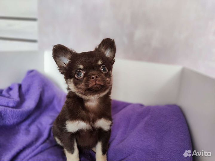 Продается чихуахуа
