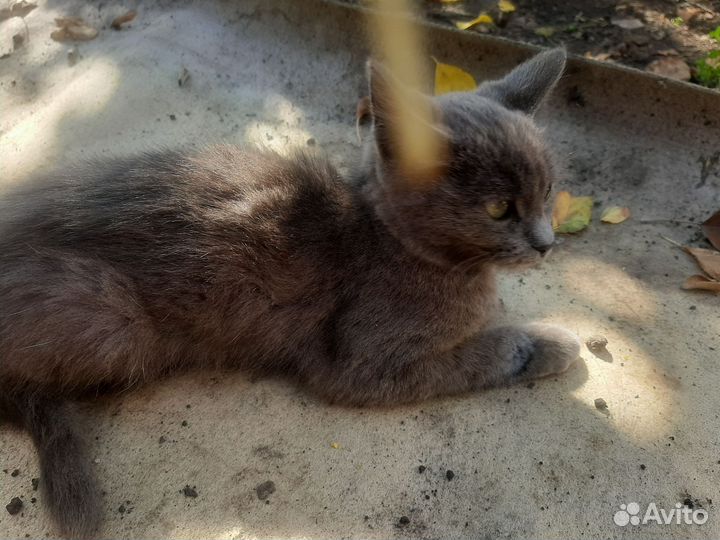 Котёнок в добрые руки