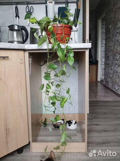 Сциндапсус золотистый, срез