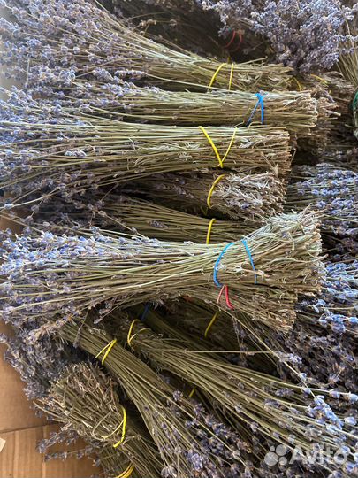 Лаванда в пучках, срез 2023 г