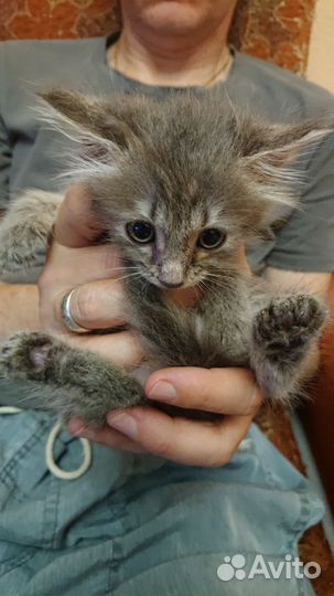 Пушистые котятки лапатусечки:)