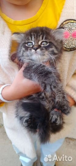 Сибирская кошечка