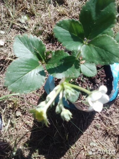 Усы клубники (виктории)