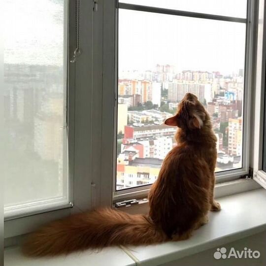 Москитная сетка Антикошка