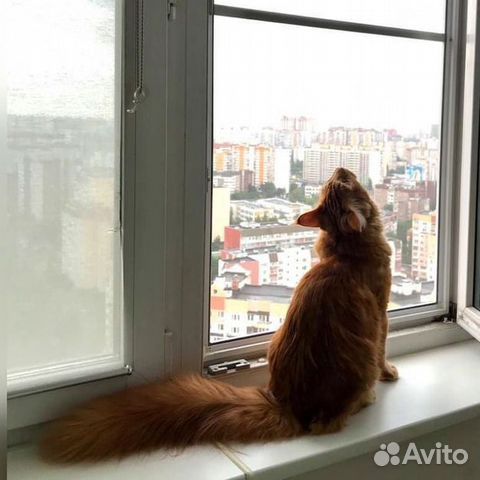 Москитная сетка Антикошка