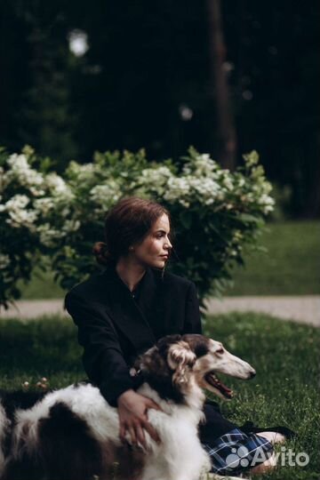 Собака для фотосессии, русская псовая борзая