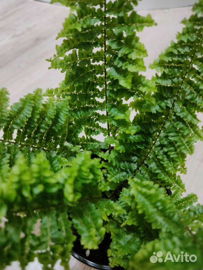 Папоротник