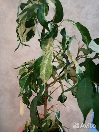Фикус бенджамина керли