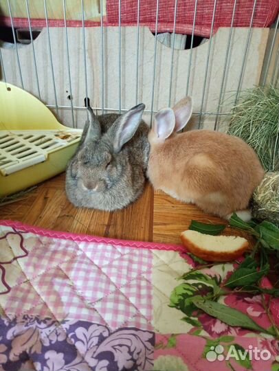 Декоративные кролики