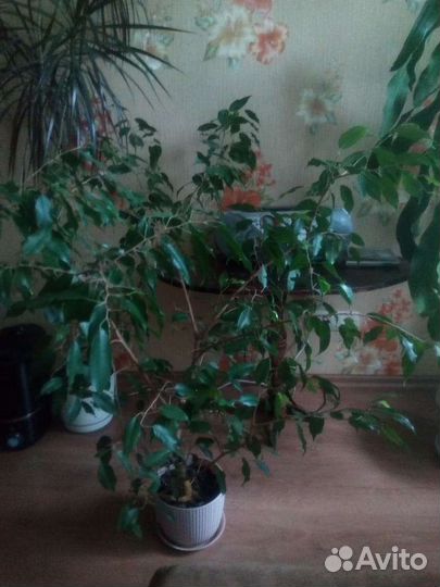 Фикус бенджамина большой