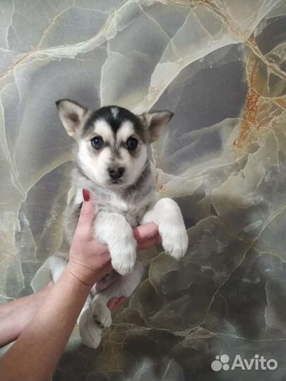 Собака