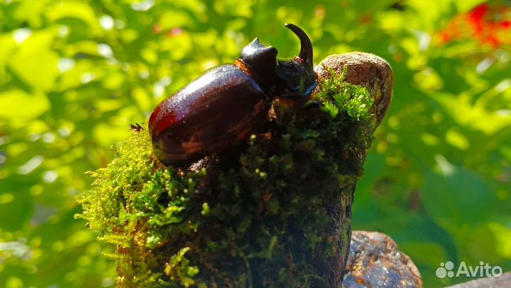 Жук носорог для интерьера