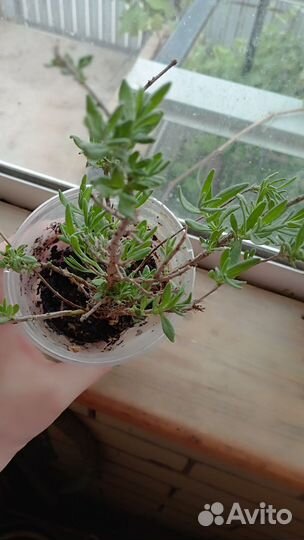 Лаванда саженцы