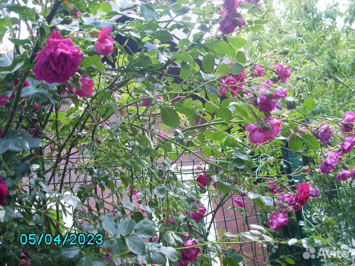 Саженец плетистой розы