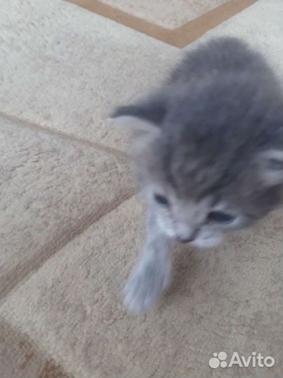 Кошка в дар бесплатно